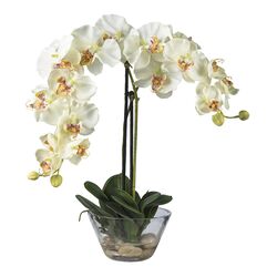 Phalaenopsis White Orchid Arrangement