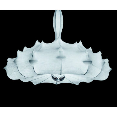 FLOS Zeppelin 1 Suspension Lamp in Cocoon