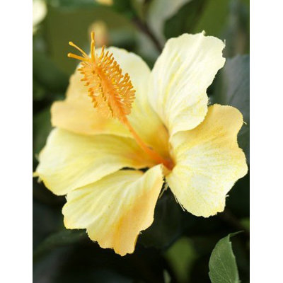 Flora Novara 42" Artificial Hibiscus Plant with Yellow Flowers