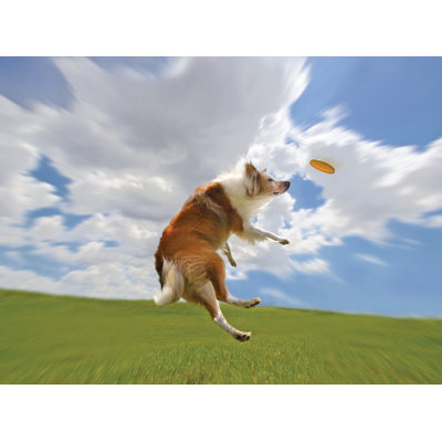 Kurgo Winga Disc Thrower Dog Toy