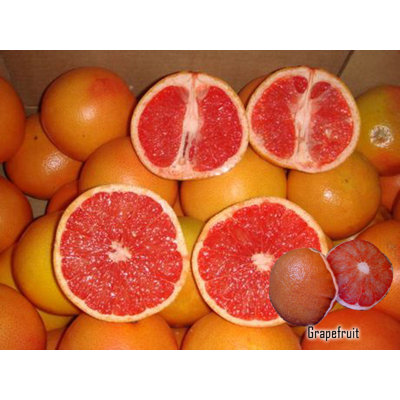 Dogzzzz Tough Chew Grapefruit Dog Toy