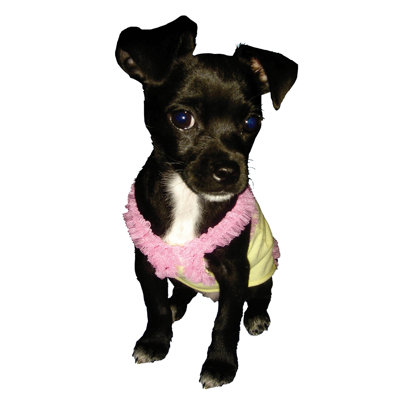 Hip Doggie Strawberry Bubble Gum Dog Tank