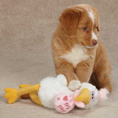 Zanies Silly Stork Dog Toy